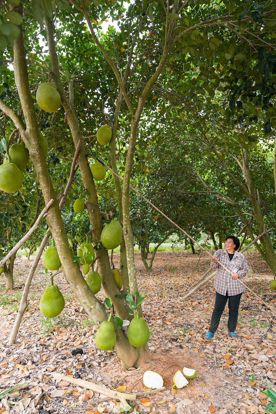 fairtrade original jackfruit 1
